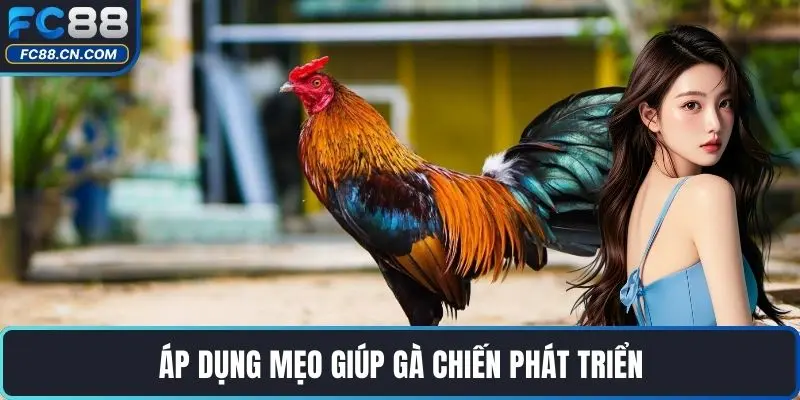 Áp dụng mẹo giúp gà chiến phát triển