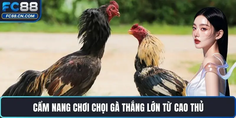 Cẩm nang chơi chọi gà thắng lớn từ cao thủ