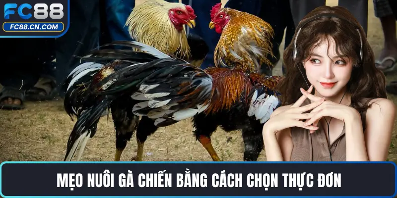 Mẹo nuôi gà chiến bằng cách chọn thực đơn