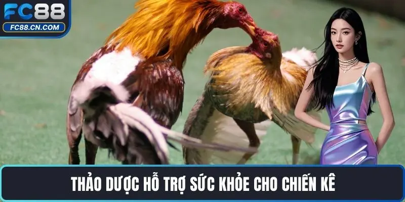 Thảo dược hỗ trợ sức khỏe cho chiến kê