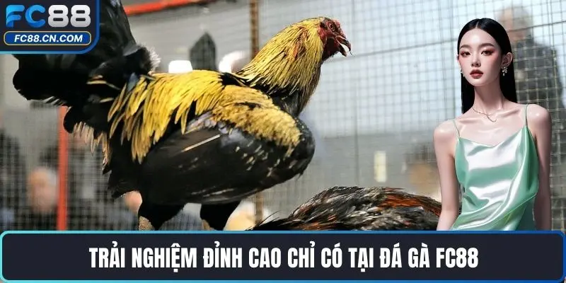 Trải nghiệm đỉnh cao chỉ có tại đá gà FC88